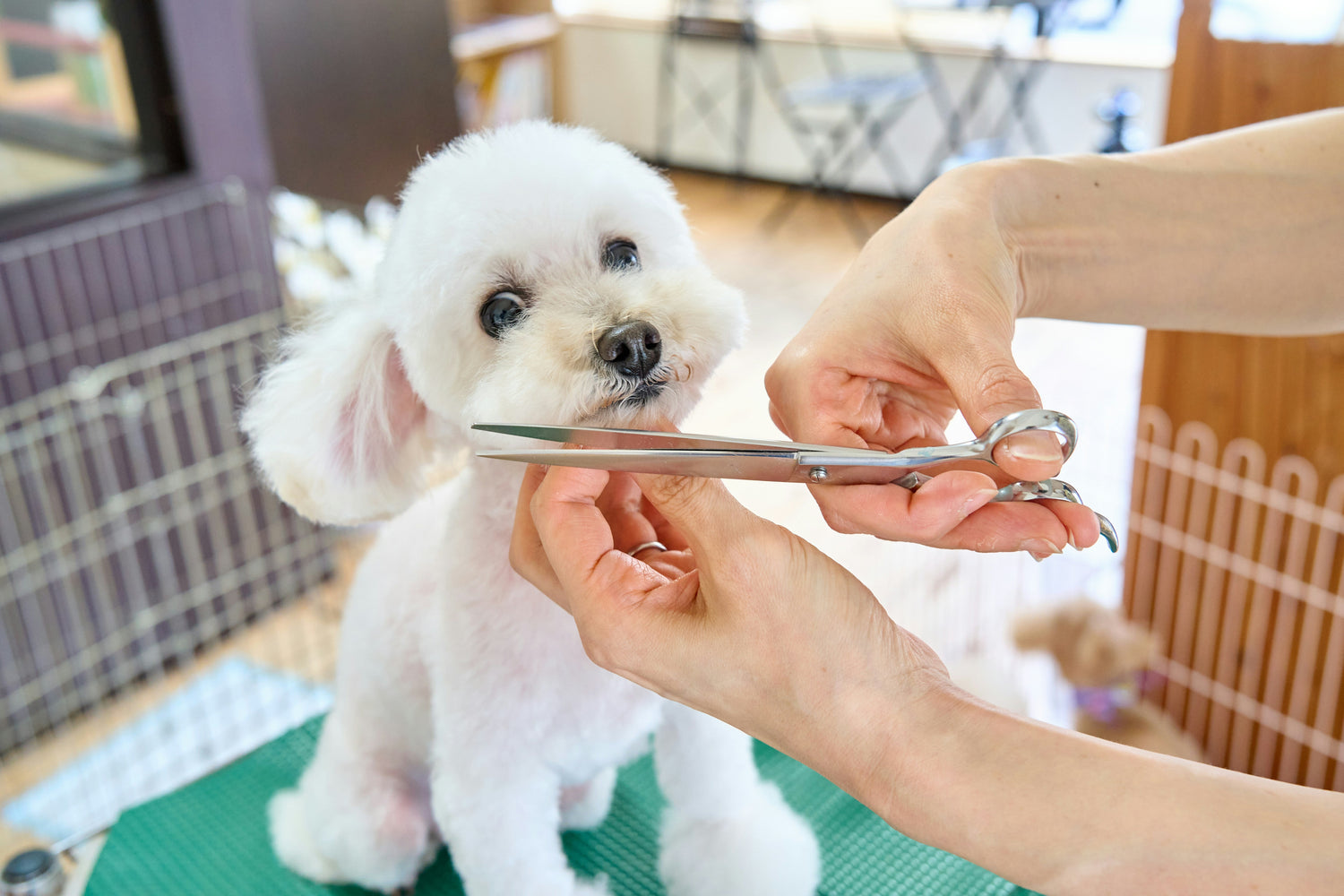 Grooming & Paw Care